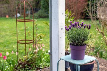 wooden terrace with flowers pots and green garden