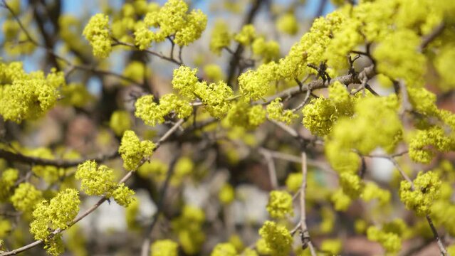 Honey bees collect nectar in Dogwood or european cornel tree branches springtime in bloom, Cornelian cherry with yellow flowers in sunlight. 4K close-up. Polination of tree flowers