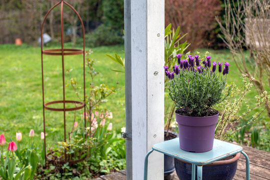wooden terrace with flowers pots and green garden