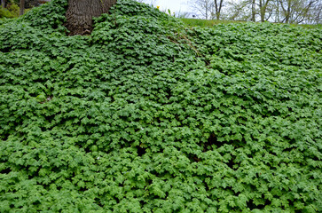 cover perennials in the old garden cover the surface of the slope against erosion. green deciduous...