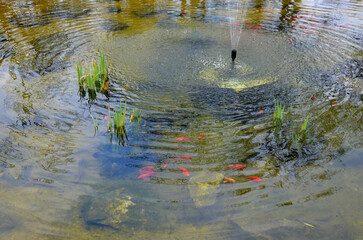 round pond with ornamental koi carp fish. has an area planted with roses. in the middle is a...
