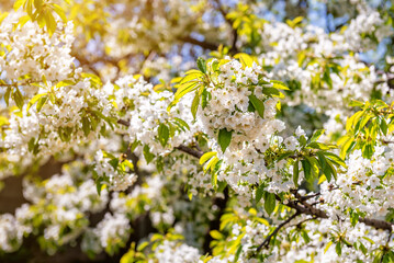 beautiful white cherry blossom