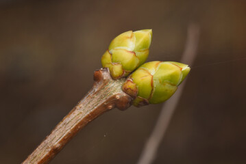 flower buds