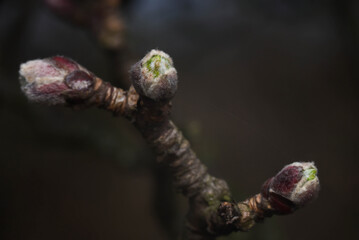 flower buds