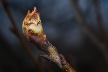 flower buds