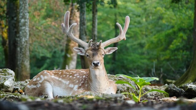 Young male fallow deer in natural environment. Deer Dama dama. Vision Park in Auberive region, France. Slow motion