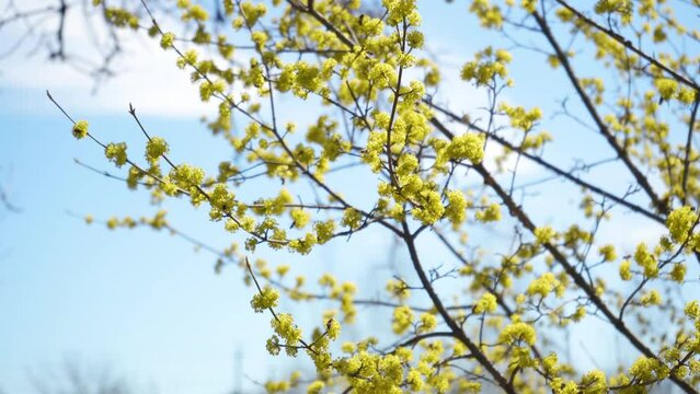 Honey bees collect nectar in Dogwood or european cornel tree branches springtime in bloom, Cornelian cherry with yellow flowers in sunlight. 4K close-up. Polination of tree flowers