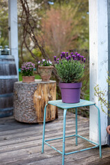 wooden terrace with flowers pots and green garden