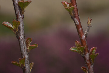 flower buds
