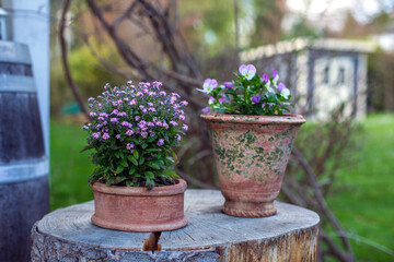 flower pots on a tree stump on wooden terrace and green garden