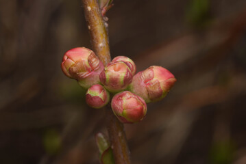 flower buds
