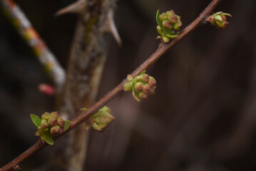 flower buds