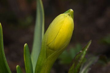 flower buds