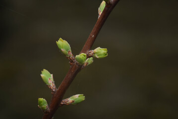 flower buds