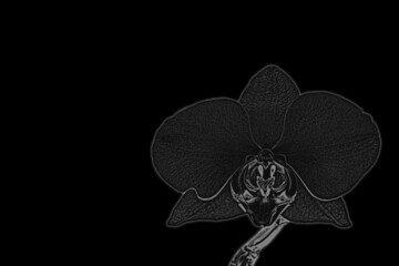 Black and white silhouette of an orchid. Orchid for neon signs. Neon orchid