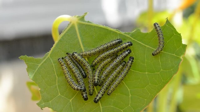 Chenilles de papillon d&eacute;vorant une feuille de capucine.