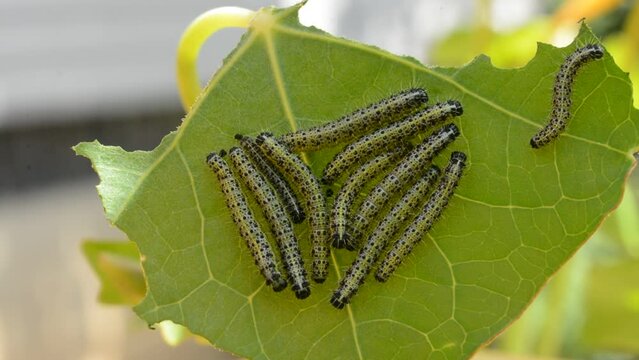 Chenilles de papillon d&eacute;vorant une feuille de capucine.