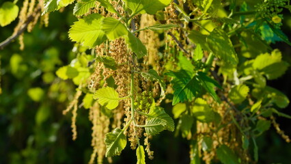green leaves in the sun