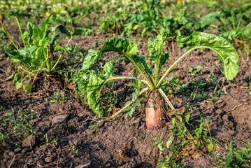 Fodder beet on the field. Rural scene. Crop and farming