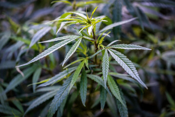 green cannabis, marijuana plant