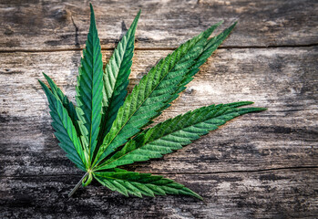 green marijuana, cannabis leaves