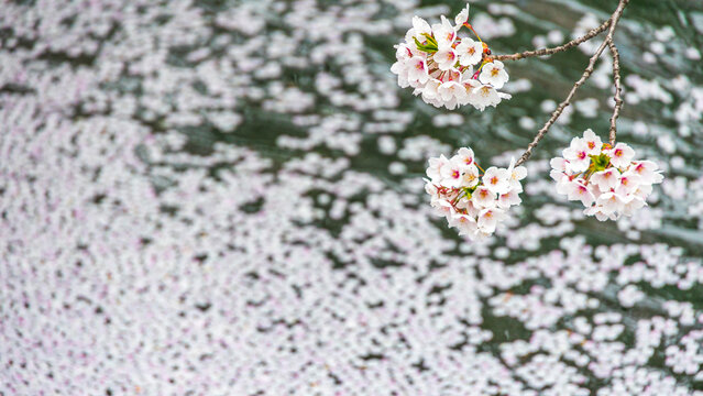 桜と花筏　弘前城