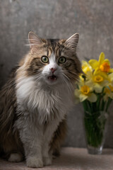 beautiful long-haired cat with a white chest, big green eyes and a pink nose. sits on a background of flowers and looks away. close-up