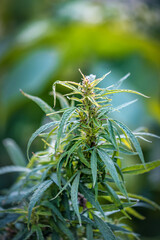 lush and green marijuana twig