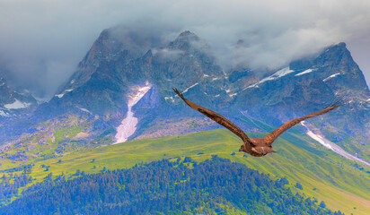 Flight of a falcon over the tops of the mountains
