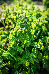 lush curly mint in the garden