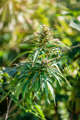 lush marijuana bush with seed