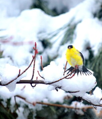 Yellow bird in winter snow tree outdoors.