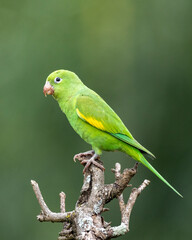 A Plain Parakeet perched on branch in the golden hour. Species Brotogeris chiriri. It is a typical parakeet of the Brazilian Atlantic forest. Birdwatching. birding. Parrot.
