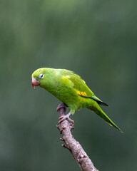 A tired Plain Parakeet perched on branch in the golden hour. Species Brotogeris chiriri. It is a typical parakeet of the Brazilian Atlantic forest. Birdwatching. birding. Parrot.