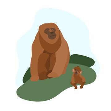 South American animals