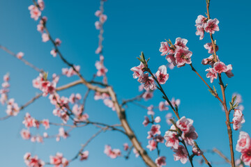 Beautiful peach branches with pink blossom in a blue sky.