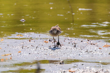 Sandpiper, Wood sandpiper in Shallow Water (Tringa glareola) Wader Bird Sandpiper