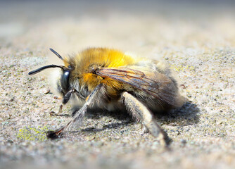 bumblebee