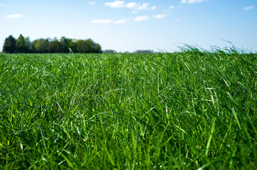 Field with lush green grass, against a blue sky and a tree, on a spring day.