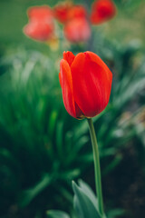 Obraz premium Beautiful red tulip flower in a spring garden.