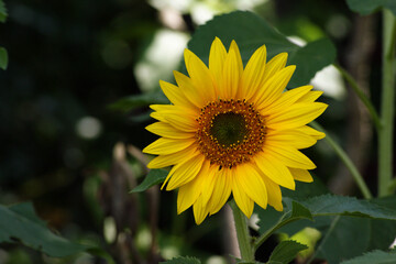 The yellow sunflower is in full bloom.