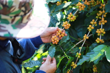 Plant disease of coffee bean in farm with Researcher.coffee plantation.harvesting Robusta and...