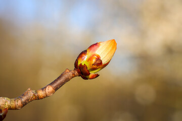 Eine Nahaufnahme eines Sproßes eines Baumes im Frühjahr.