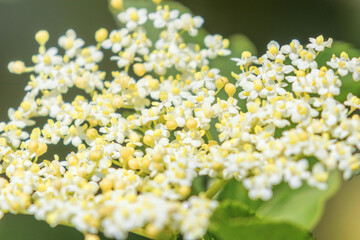 Elder flowers, Elderberry Blossom, Elder Flowering