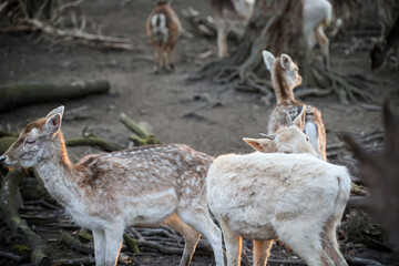 Rehe, Hirsche, Paarhufer in einem Gehege.
