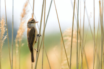 Great Reed Warbler on a reed (Acrocephalus arundinaceus)  - obrazy, fototapety, plakaty