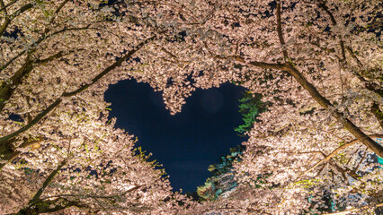 ハート型の桜　ライトアップ　弘前城