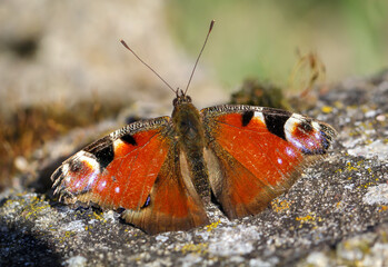 Nahaufnahme eines Tagpfauenauge. Schöner Schmetterling Deutschlands.
