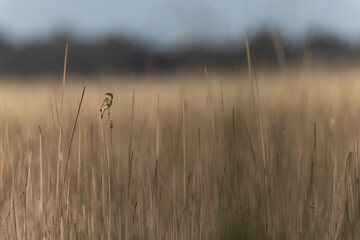 Obraz premium Acrocephalus schoenobaenus Sedge Warbler perching on reed, singing or in flight