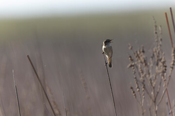 Acrocephalus schoenobaenus Sedge Warbler perching on reed, singing or in flight